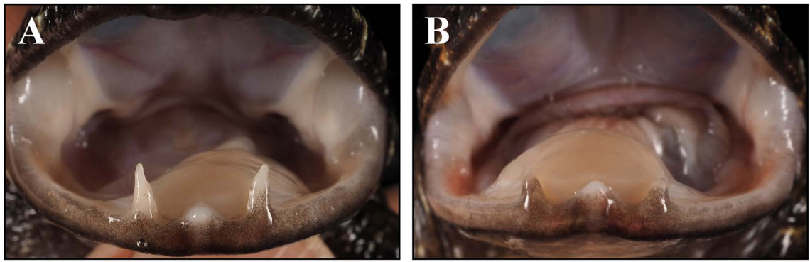 The “fangs” of two male Meratus’ creek frogs showing the difference between “tusk-like” tips (A) and “blunt tips” (B).