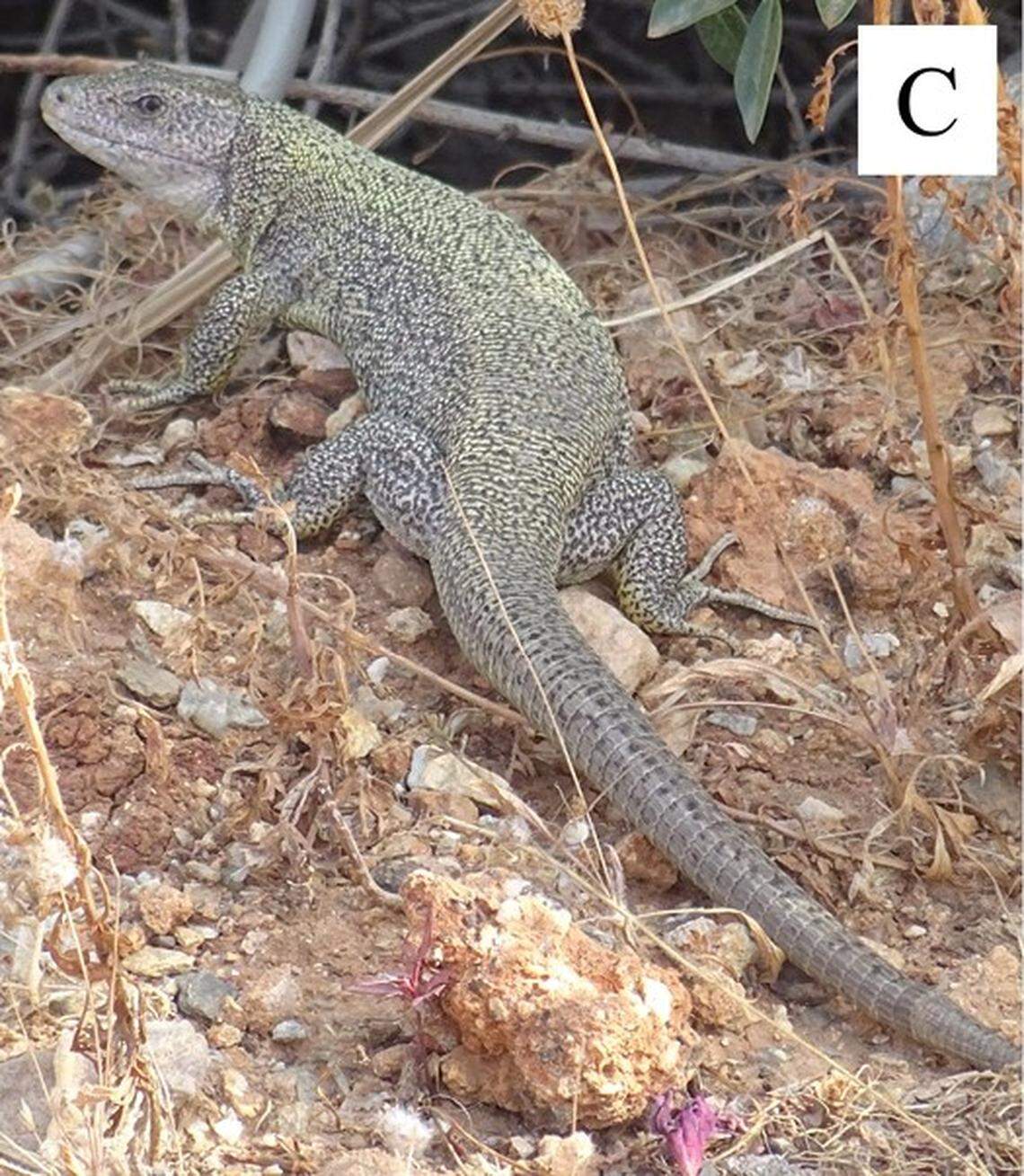 A Lacerta citrovittata lizard found on Despotiko.