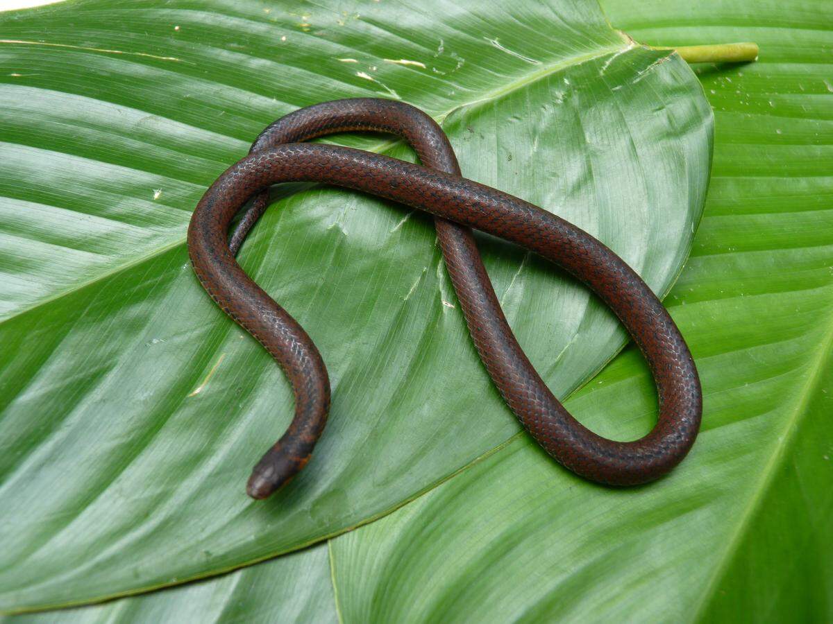 An Atractus nemosophis, or the pasture sleepyhead snake, with darker coloring.
