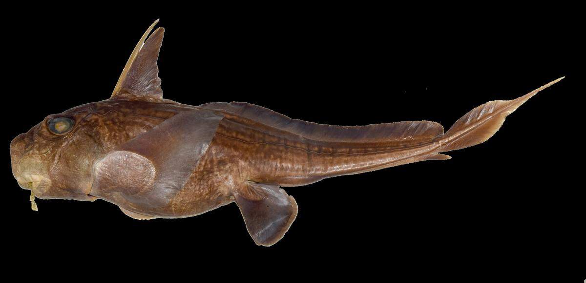A preserved Chimaera stellata, or stellated chimaera.