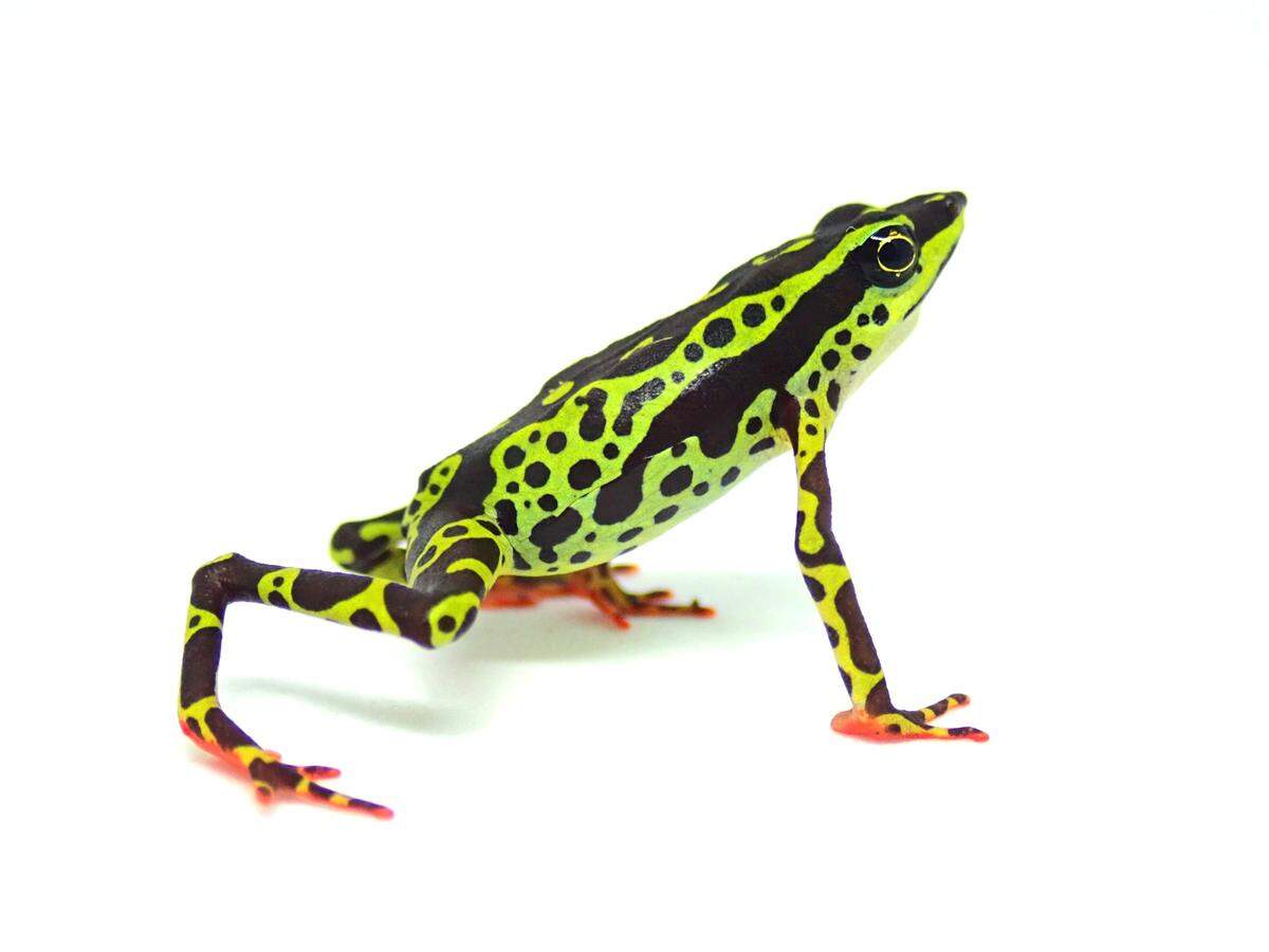 An Atelopus colomai, or Coloma’s harlequin toad.
