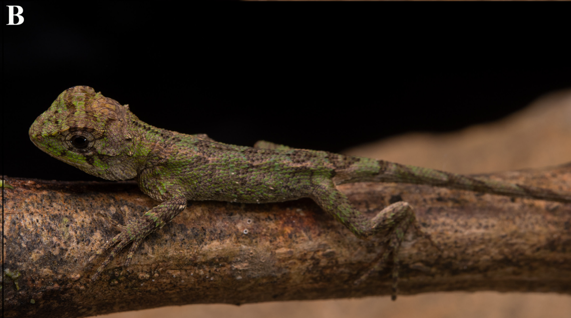 A juvenile Calotes sinyik, or Sinyik dragon lizard.