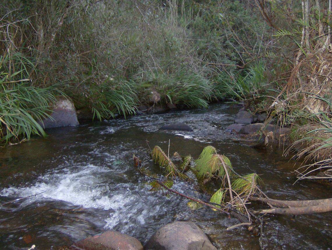Scientists found an “armored” creature with “copper colored” teeth in rivers of Brazil and discovered a new species, a study said.