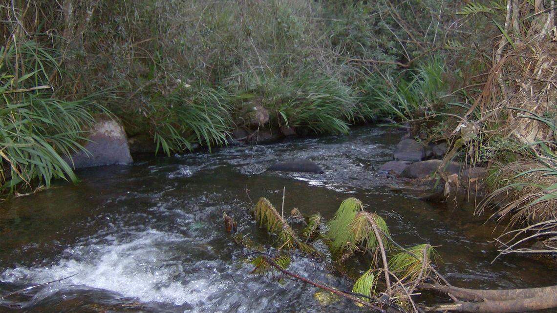Scientists found an “armored” creature with “copper colored” teeth in rivers of Brazil and discovered a new species, a study said.