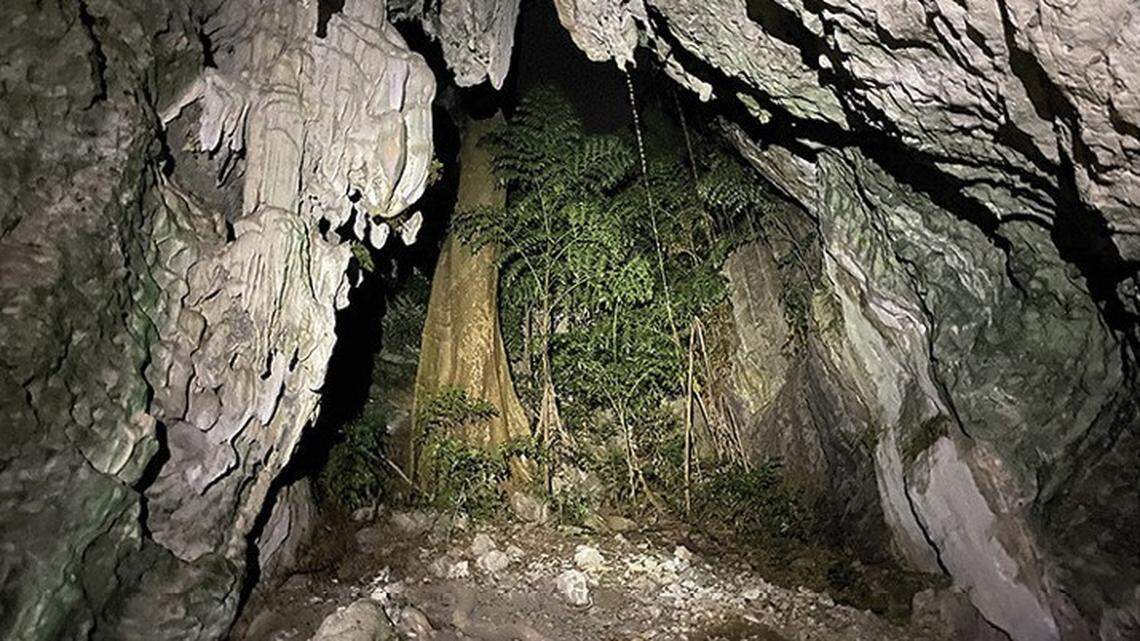 Scientists found a pregnant creature with “large” golden eyes on a rocky hill in Cambodia and discovered a new species, a study said.