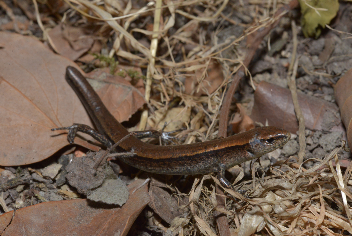A Scincella chengduensis, or Chengdu ground skink.