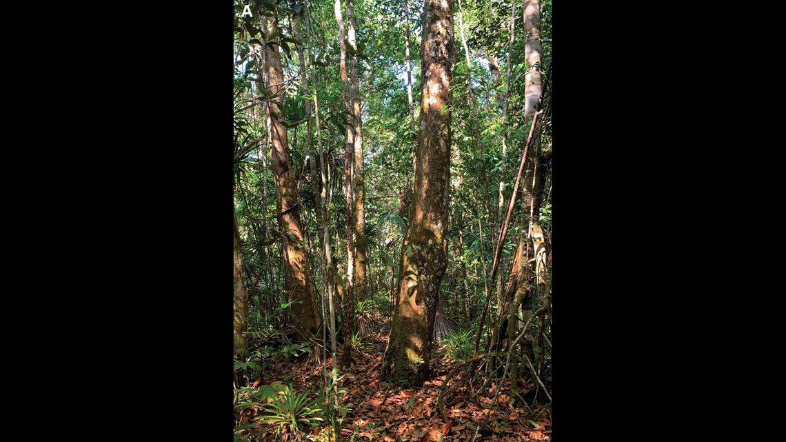 Scientists in Brazil found a “secretive” camouflaged animal that lays its eggs in “foam nests” and discovered a new species, a study said.