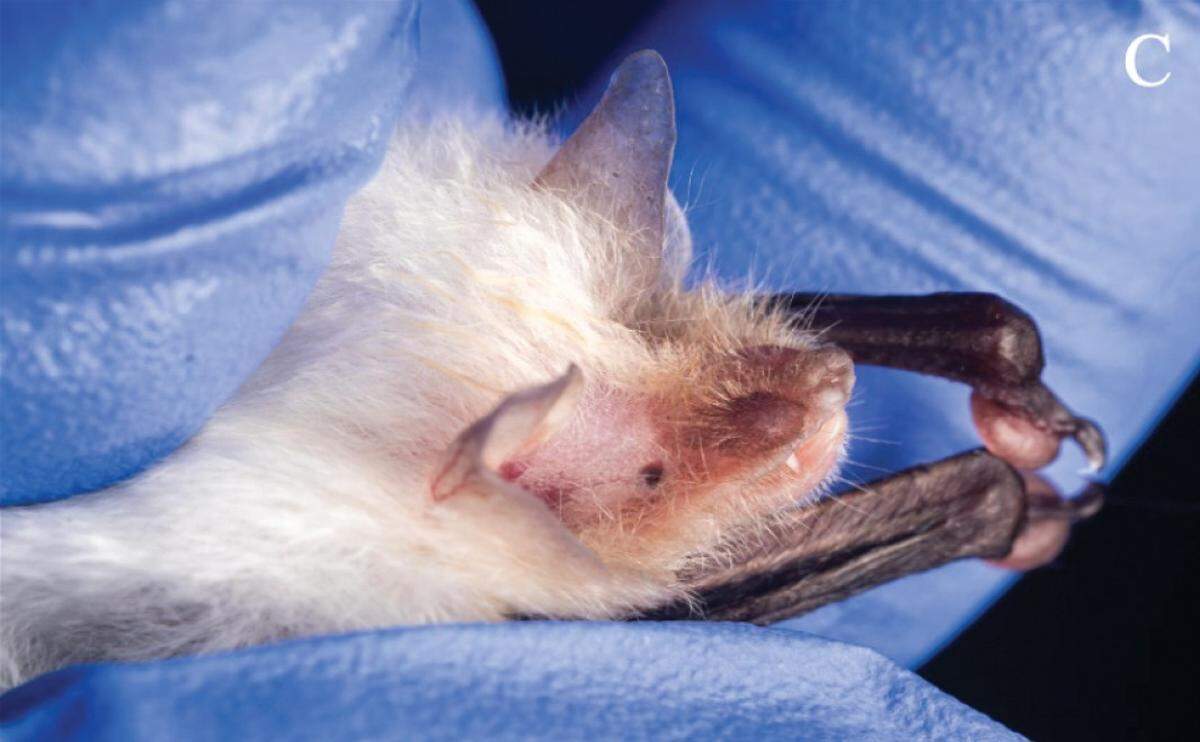 A close-up view of the leucistic Thyroptera tricolor, or Spix’s disc-winged bat.