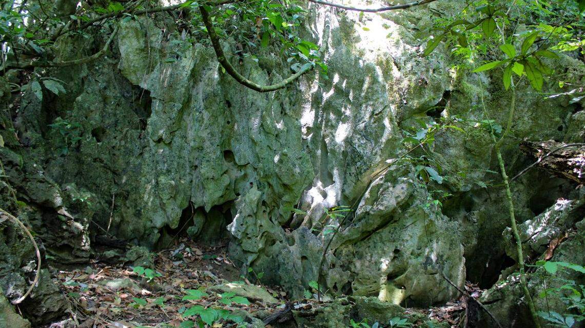 Scientists found a “large”-eyed creature with a “triangular” head on a cliff in Vietnam and discovered a new species, a study said.