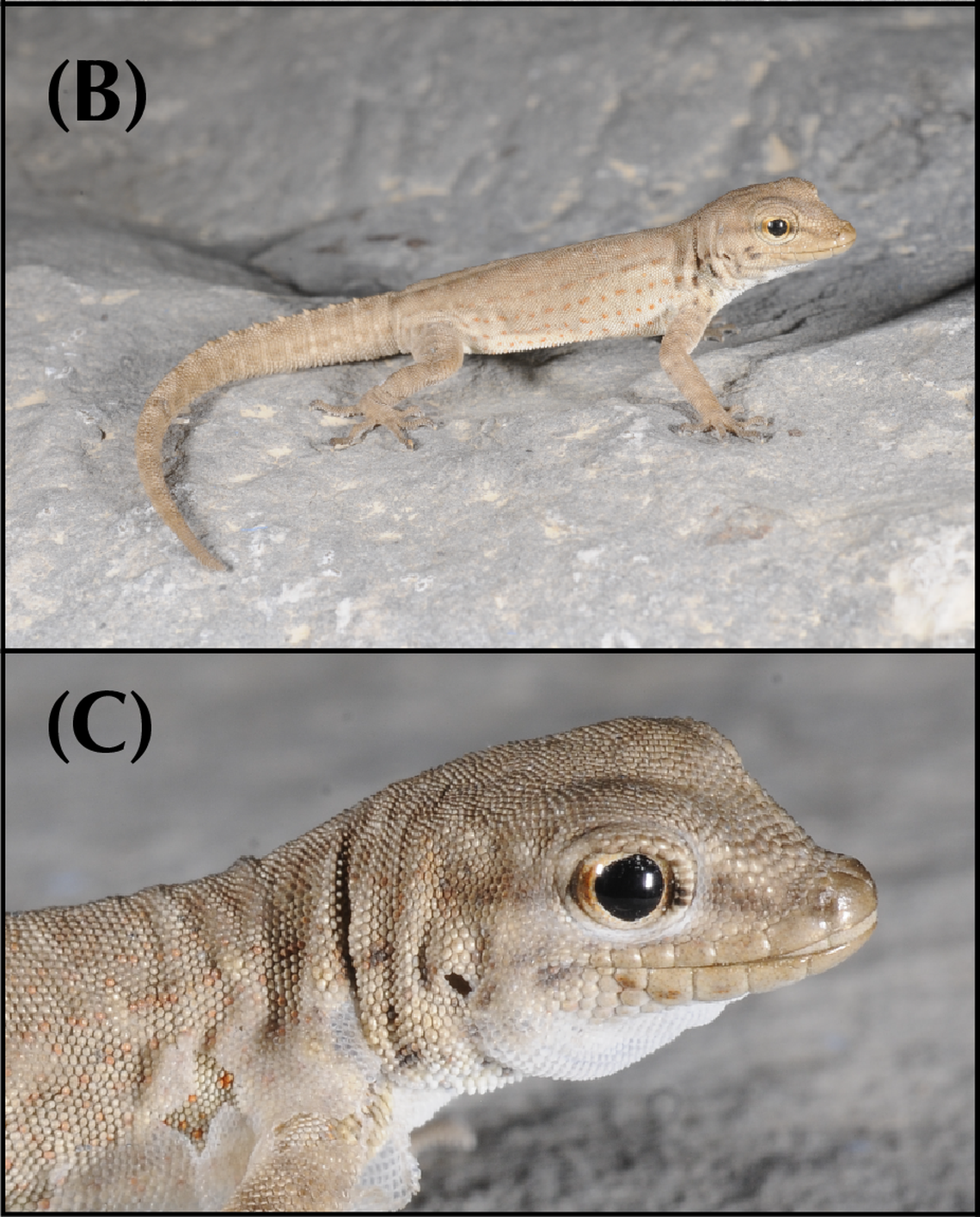 A Pristurus ali, or Ali’s semaphore gecko, seen from afar and close up.