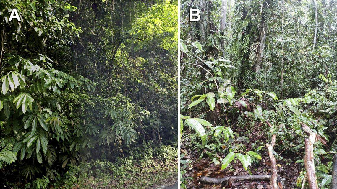 Scientists found a “stocky” creature with “muscular” thighs in a swampy puddle and discovered a new species, the study said.