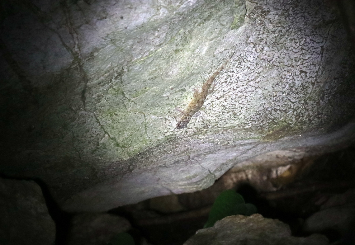 A Gehyra shiva, or Shiva four-clawed gecko, seen in its natural habitat.
