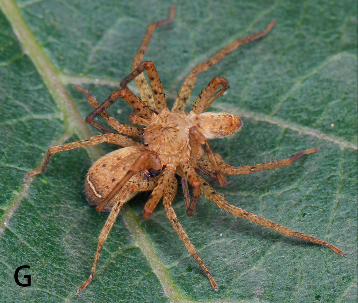 A mating pair of Pseudopoda guanmenshan, or Guanmenshan huntsman spider.