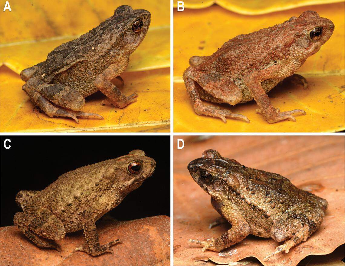 Several Ingerophrynus chrysolophus, or golden-crested dwarf toads.