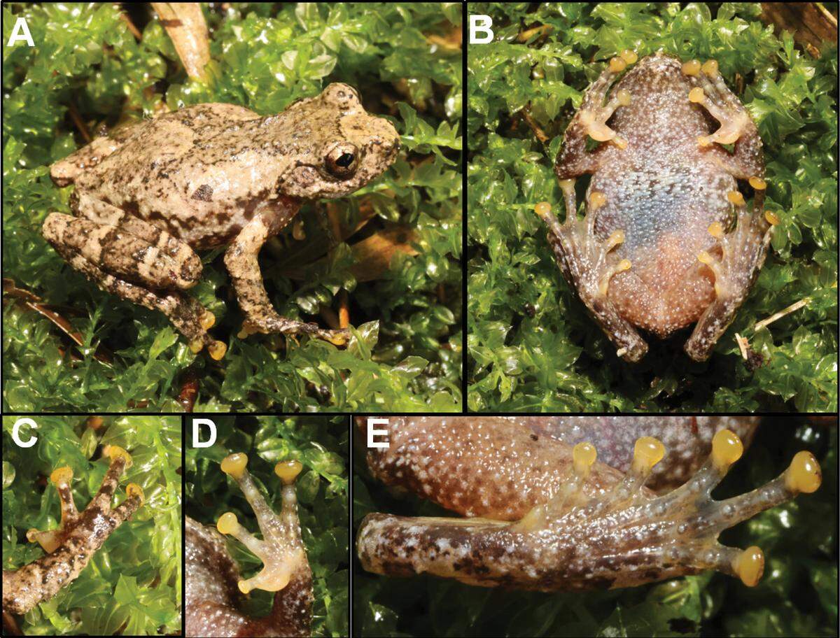 Several views of a Gracixalus weii, or Wei’s tree frog.