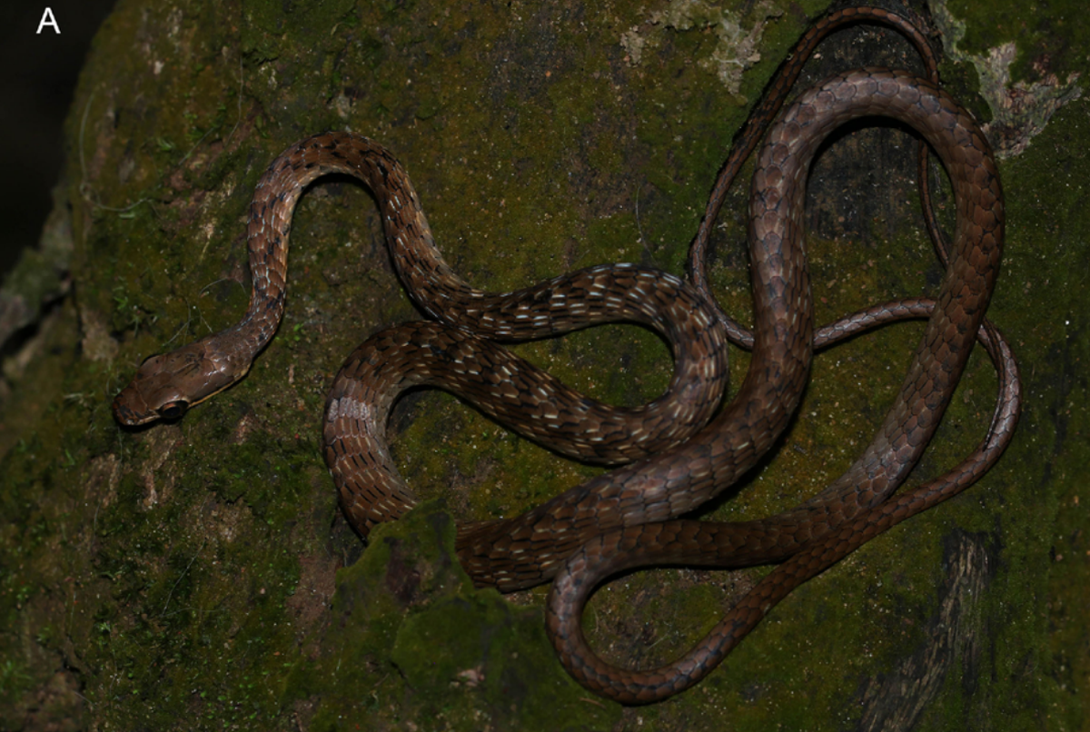 A Dendrelaphis thasuni, or Thasun’s bronzeback.