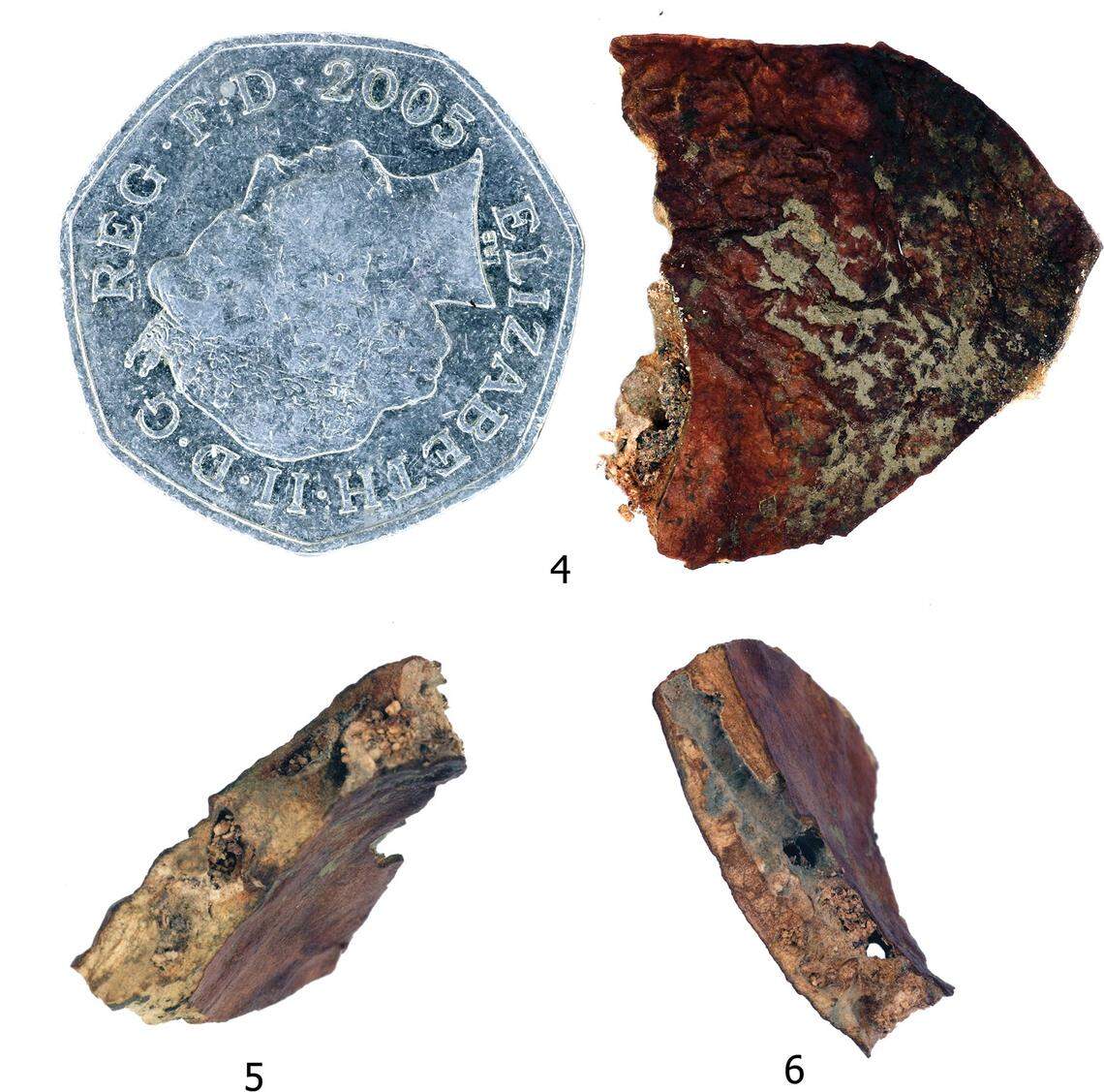 The food source of Carmenta brachyclados, or the short-branched clearwing moth, found in Ashleigh Cadet’s bag. A 50 pence coin shows the size of the plant fragment.