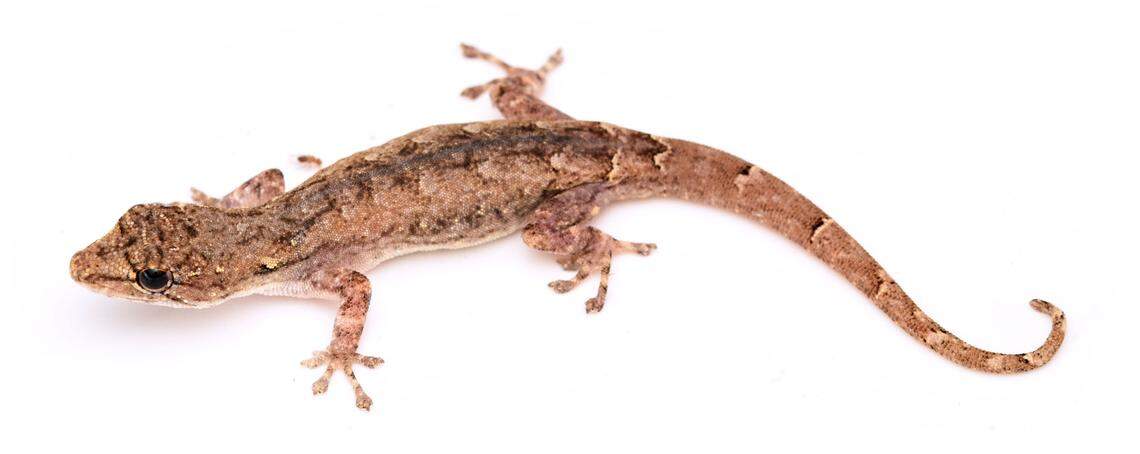 A Lygodactylus herilalai, or Herilala’s dwarf gecko.