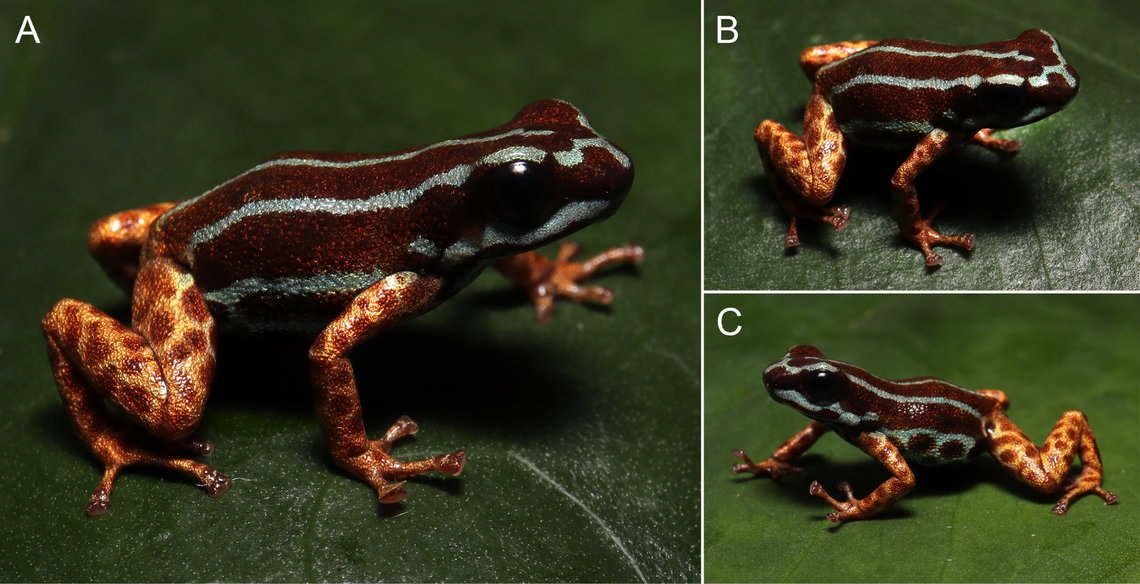 Several views of a Ranitomeya aetherea, or heavenly poison dart frog.