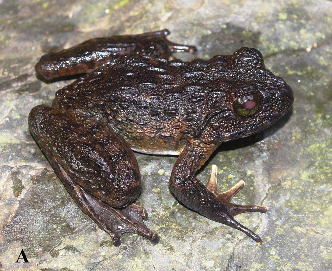 A Quasipaa binhi, or Binh’s spiny frog.