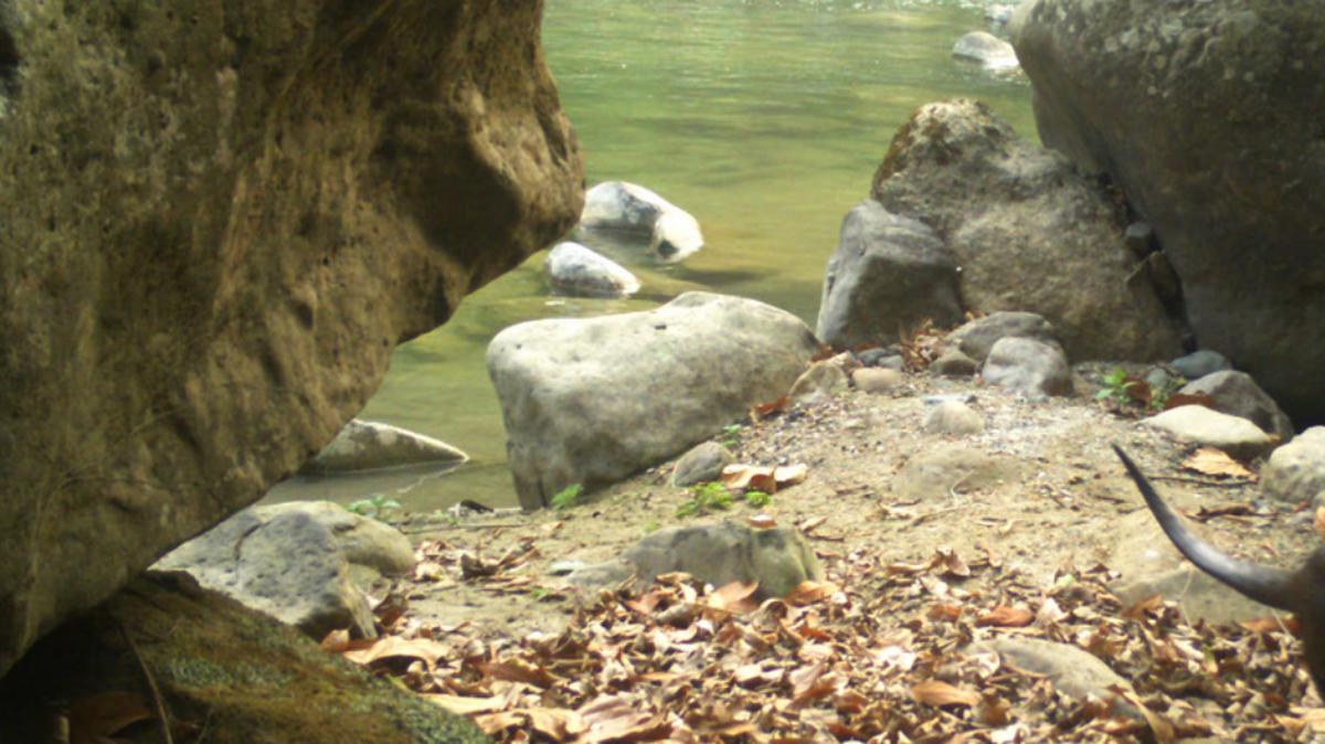 A chance sighting during a tiger survey at a wildlife sanctuary in India led researchers to take the site’s first photos of a “smooth-coated” mammal.