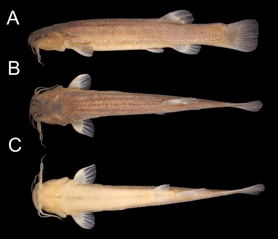 Another preserved Cambeva galactica, or Milky Way catfish.