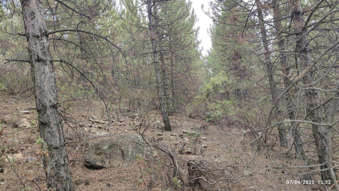 Scientists found a yellow creature with six eyes under a stone in a forest of Turkey and discovered a new species, a study said.