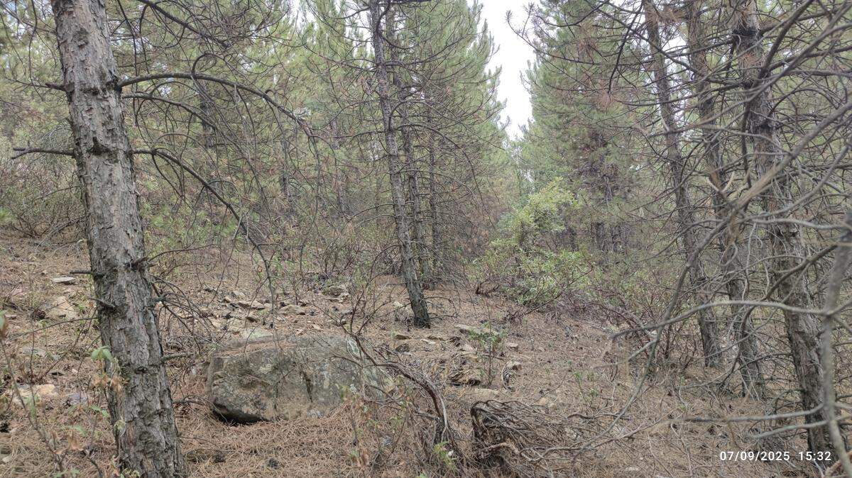 Scientists found a yellow creature with six eyes under a stone in a forest of Turkey and discovered a new species, a study said.
