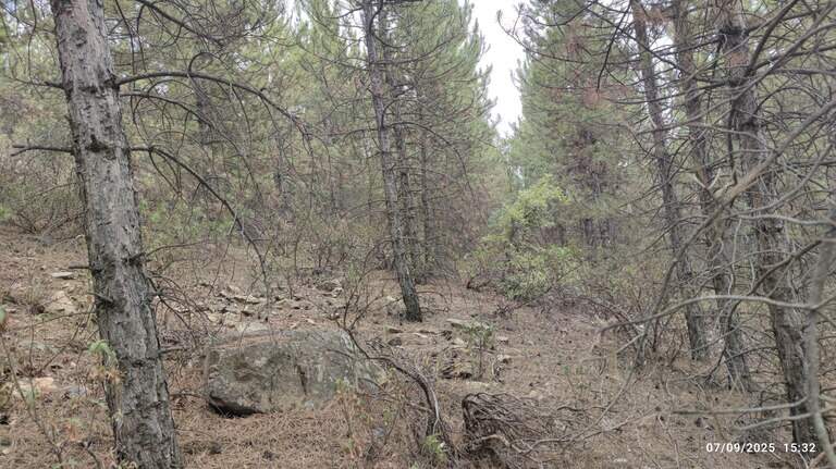 Yellow six-eyed creature found under stones in Turkey forest. It’s a new species