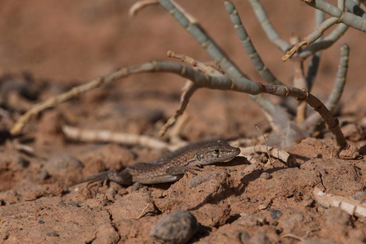 A Mesalina cryptica, or Arabian small-spotted lizard, on a rock.