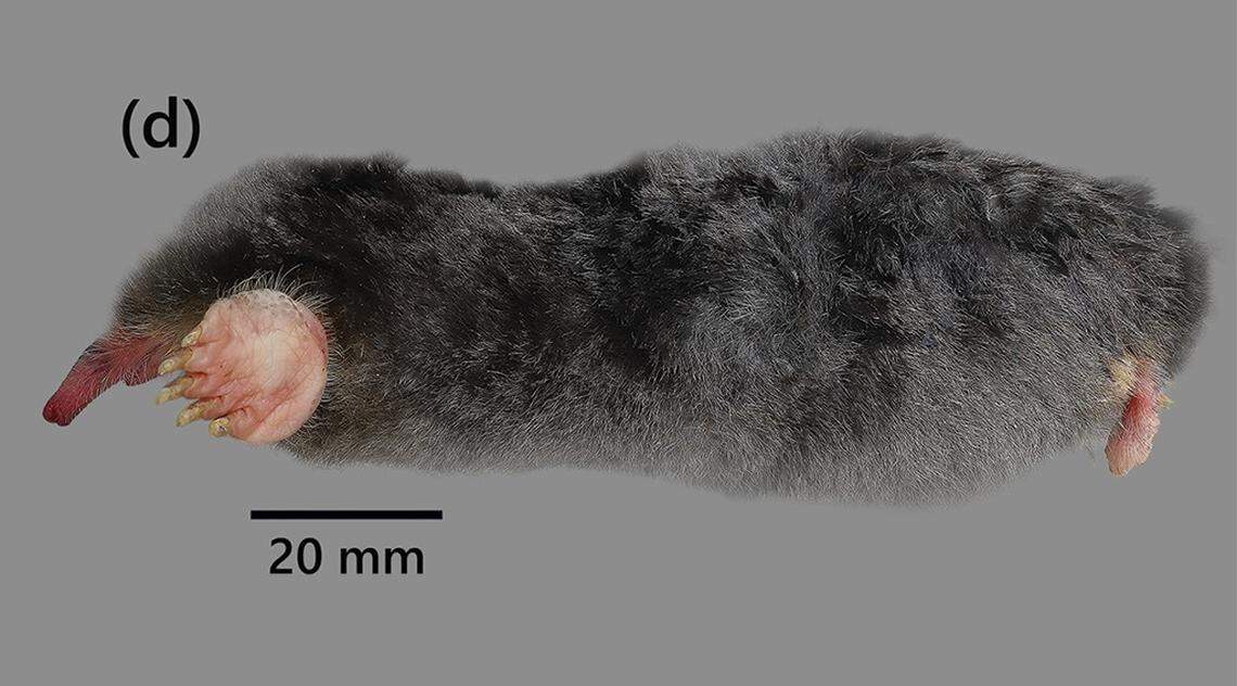 An Euroscaptor darwini, or Darwin’s mole.