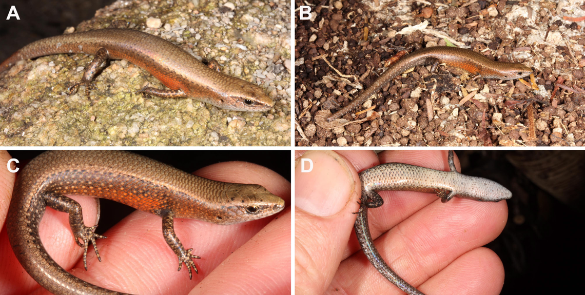 Several Lampropholis isla, or Scawfell Island sun skinks, as seen from above and below.