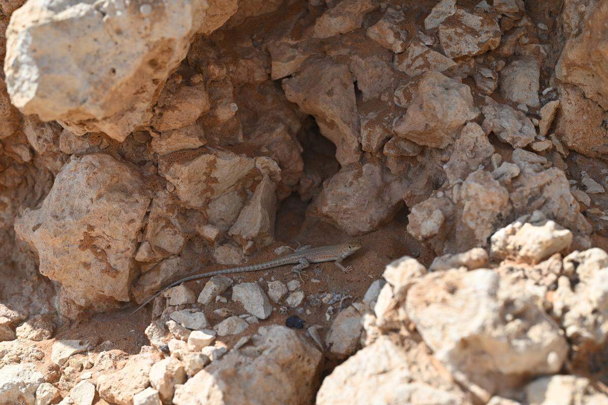 A Mesalina cryptica, or Arabian small-spotted lizard, hiding by some rocks.