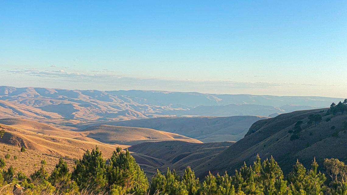 Scientists found a winged forest animal with unique coloring living in “inverted” nests and discovered a new species, a study said. Photo shows a representative area of Madagascar.