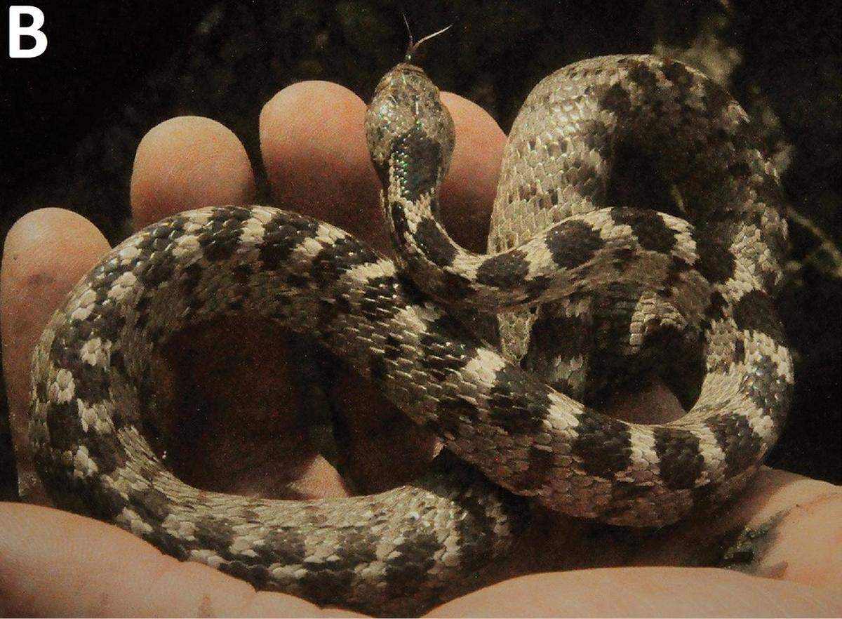 A European cat snake, or Telescopus fallax, seen in Kosovo.