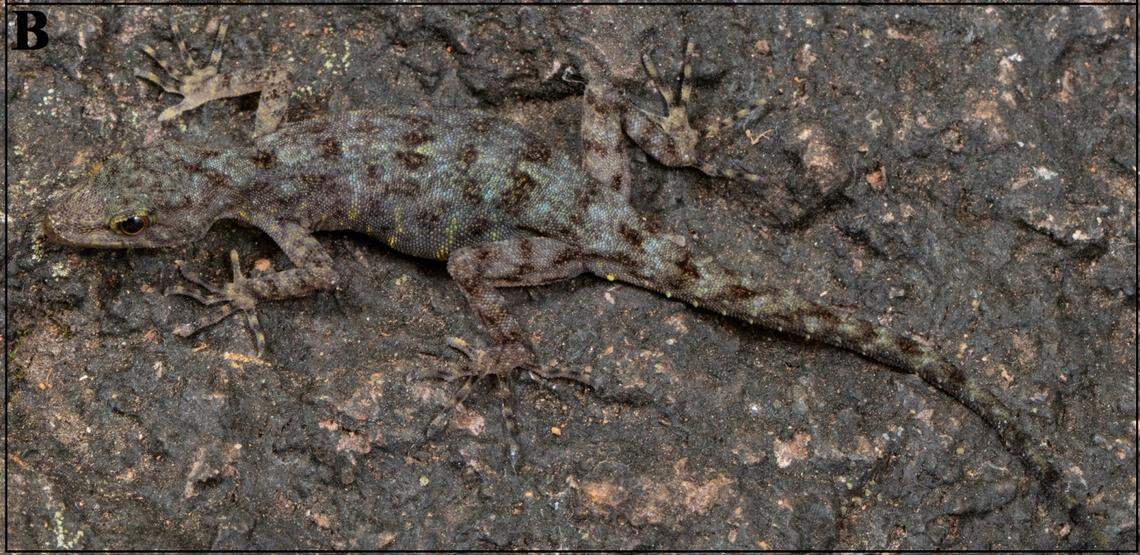 Another Cnemaspis basalticola, or basalt dwarf gecko, perched on a rock.