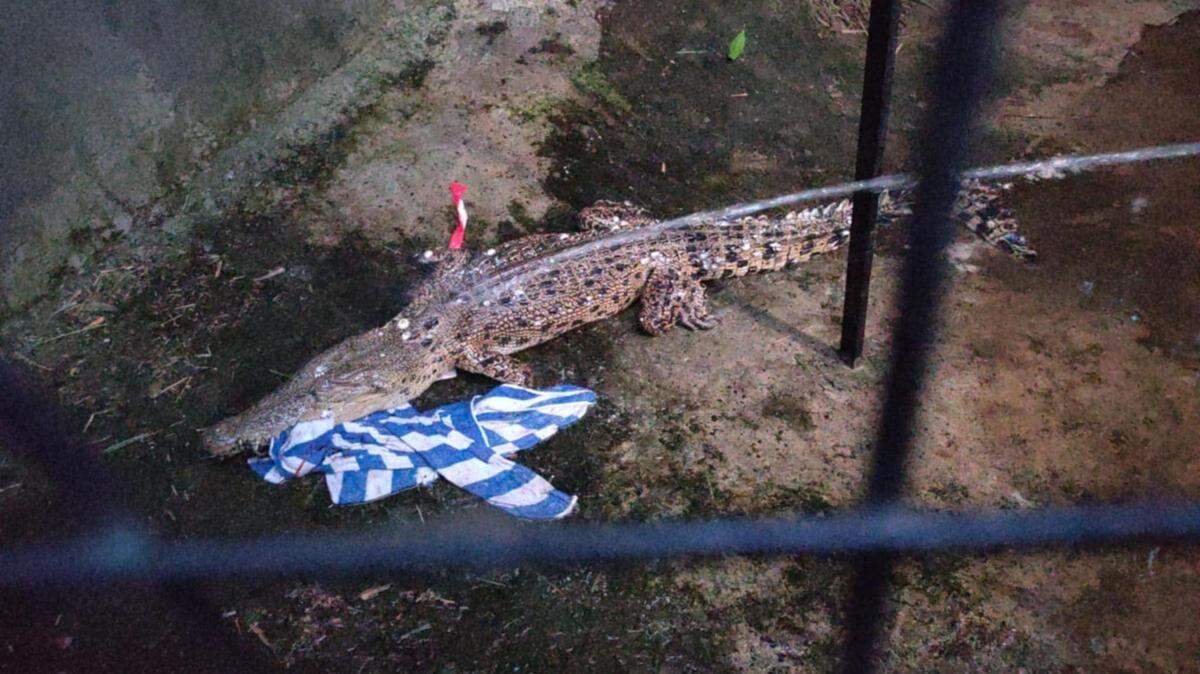 Kids found a first-of-its-kind saltwater crocodile on Boracay Island, likely washed ashore by a typhoon. Photos show the predator captured by officials.