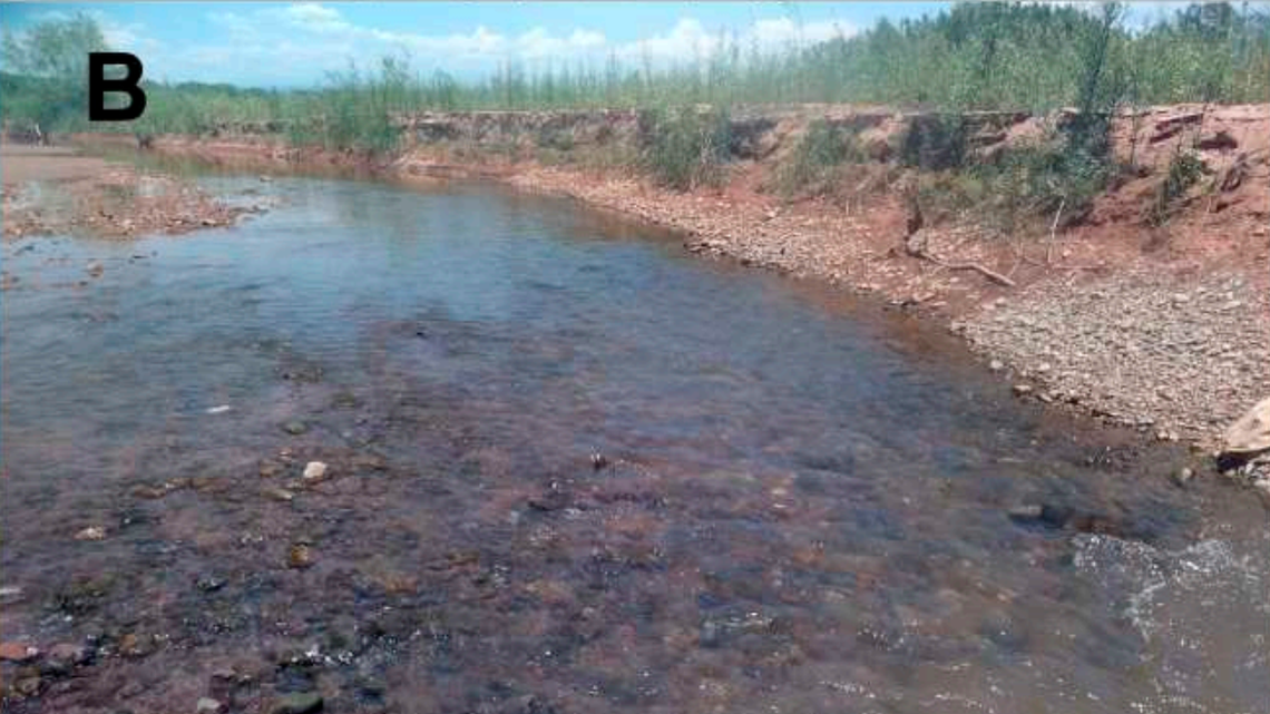 Scientists found a “banjo”-shaped creature “buried” in a riverbed in Argentina and discovered a new species, a study said.