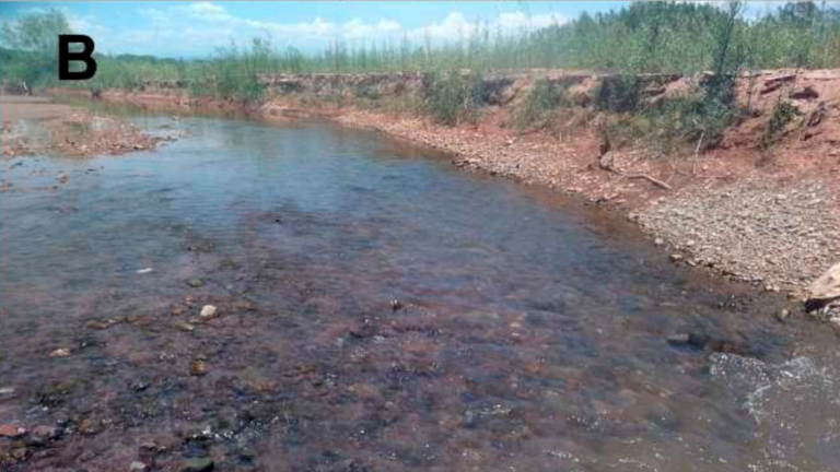 ‘Banjo’-shaped creature found ‘buried’ in Argentina riverbed. It’s a new species