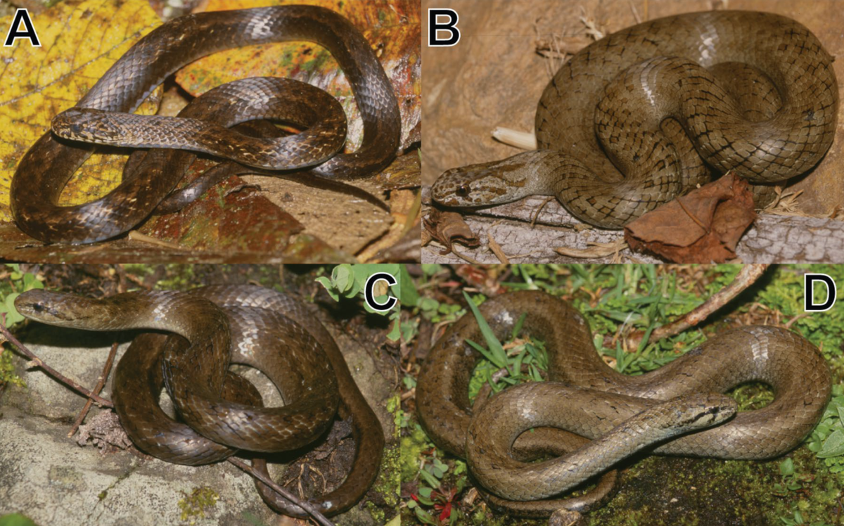 Several Tachymenoides goodallae, or Goodall’s slender snakes.