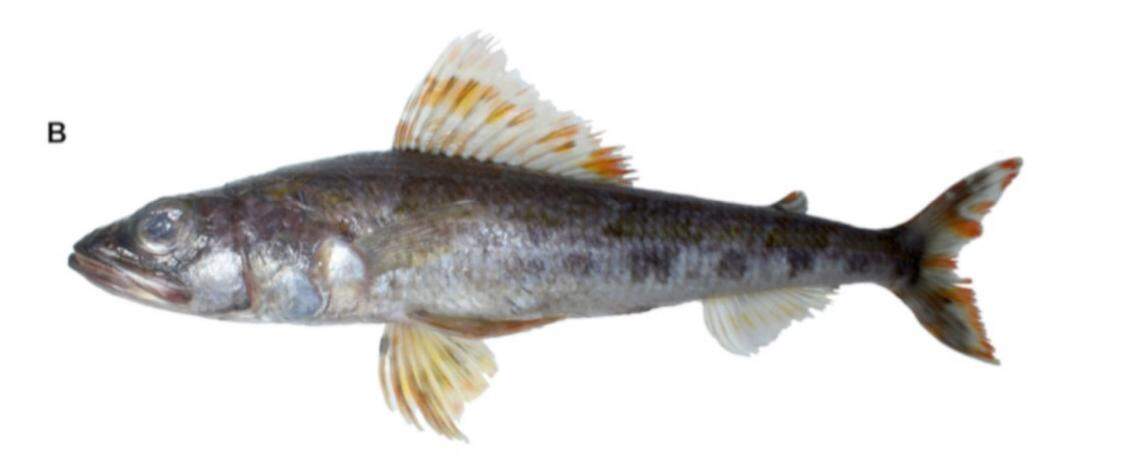 A female Aulopus chirichignoae, or Pacific royal flagfin fish.