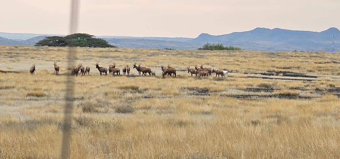 A herd of tiang, or Northern topi antelope, with the albino individual at Sibiloi National Park.