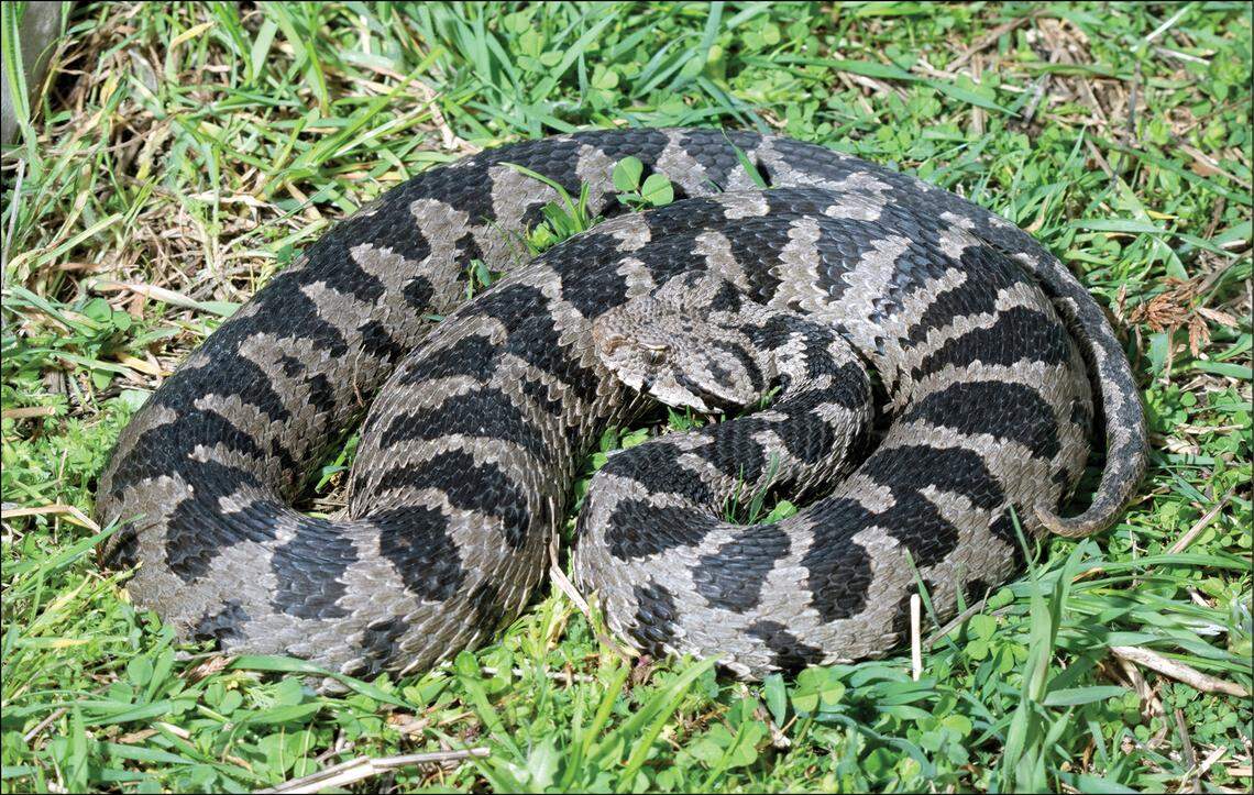 An Ottoman viper, or Montivipera xanthina, found in Drama Prefecture, Greece.