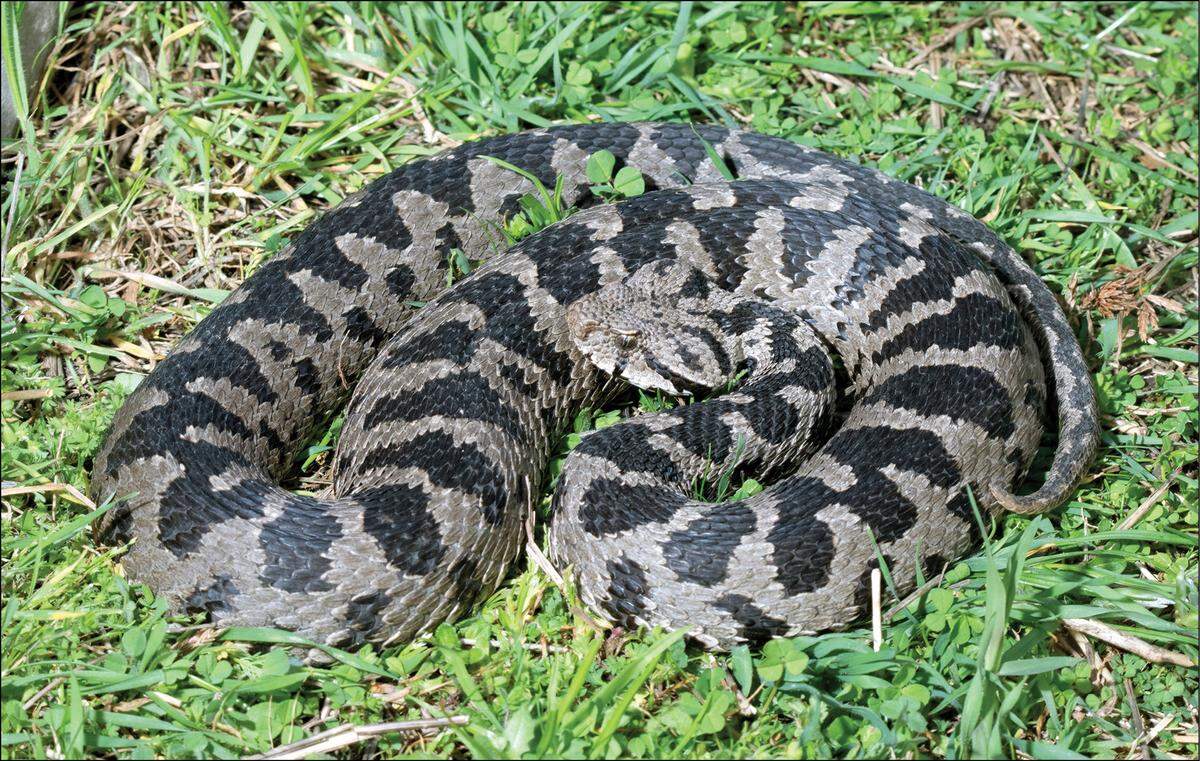 An Ottoman viper, or Montivipera xanthina, found in Drama Prefecture, Greece.