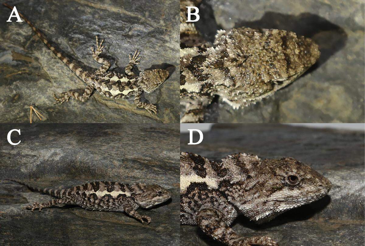 Several views of a Diploderma bifluviale, or Dadu mountain lizard.
