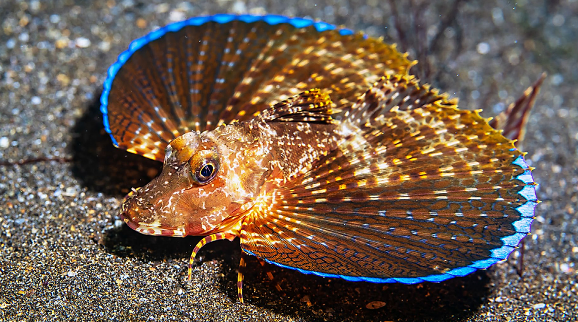 A Prionotus pictus, or painted sea robin, showing the most common color variation.