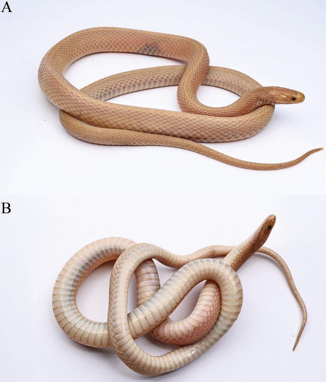 The albino Achalinus sheni, or Shen’s odd-scale snake, seen from above (top) and below (bottom).