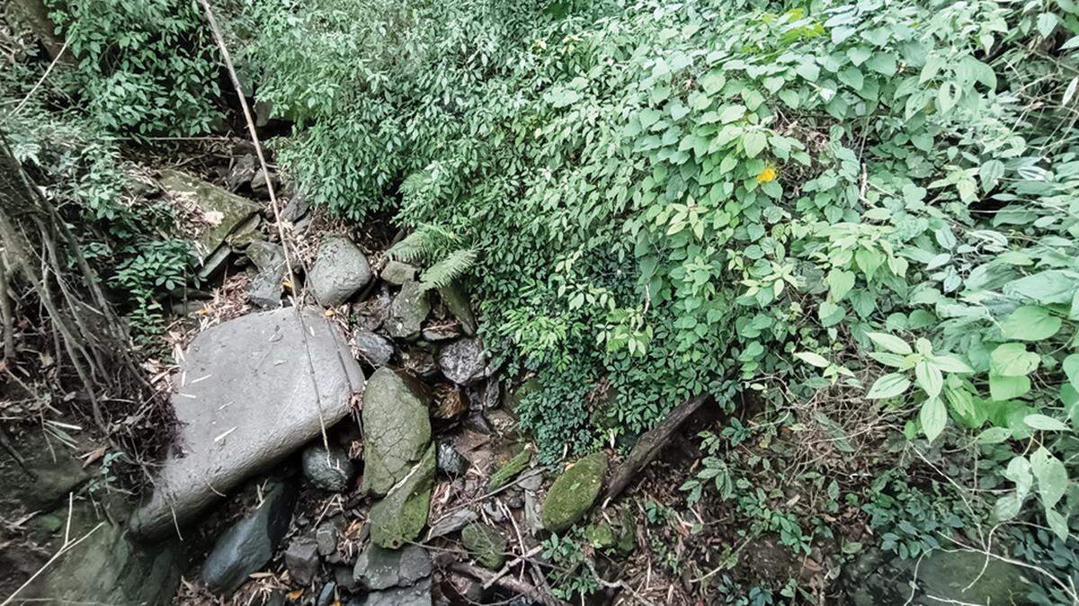 Scientists found a mountain creature with a “triangular” head in a shrub and discovered a new species, a study said.