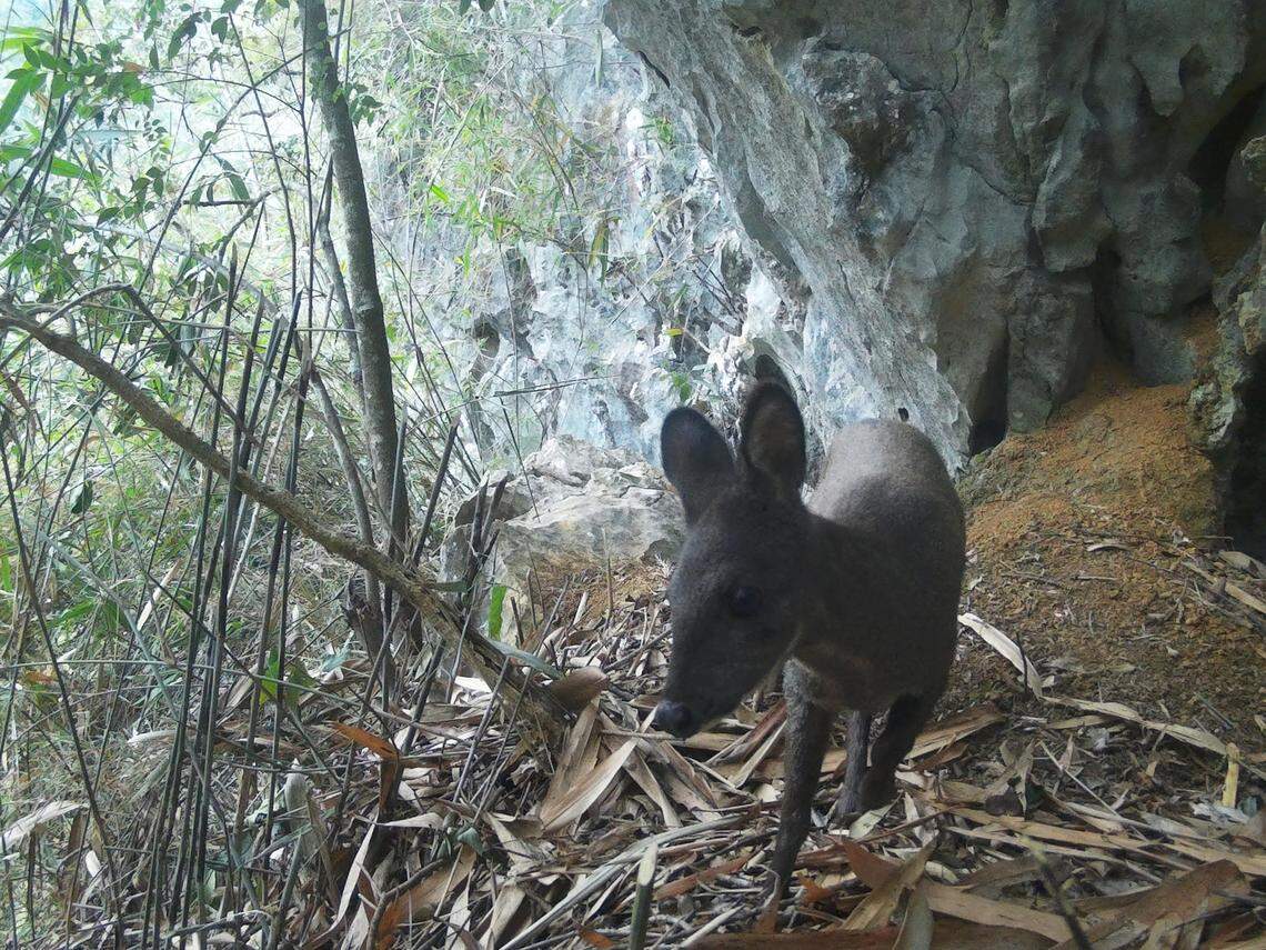 A forest musk deer, or dwarf musk deer, walks close to a trail camera in Cao Bằng province.