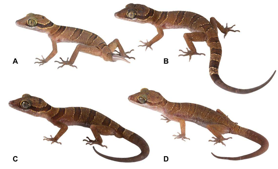 Several Cyrtodactylus khlonghatensis, or Khlong Hat bent-toed gecko.